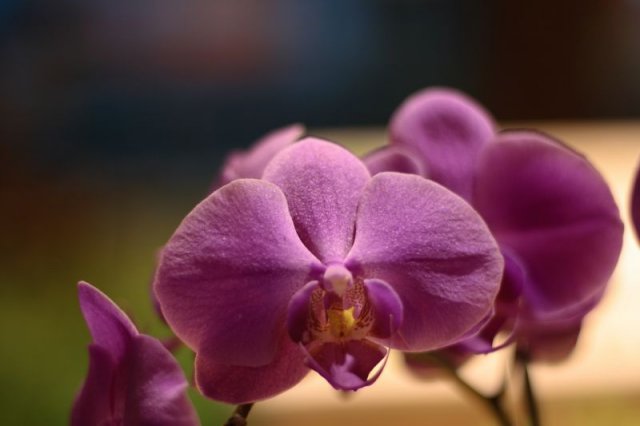 OrchideeMadagascar.JPG, 43 KB